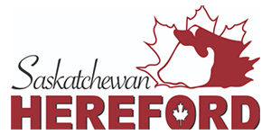 Saskatchewan Hereford